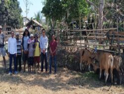 Bantuan Ternak Sapi 12 Ekor Dari Pokir Anggota DPRD Dompu, H. Jaya, Bantu Tingkatan Pendapatan Warga Desa Katua.